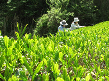 画像をギャラリービューアに読み込む, 諸塚村のお茶 釜炒り茶と煎茶