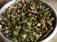 画像をギャラリービューアに読み込む, 2025年分完売しました★ 乾ぜんまい 30g