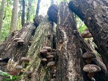 画像をギャラリービューアに読み込む, 【 贈答・ギフト・ご自宅用 】諸塚村産 乾しいたけ 徳用 どんこ 200g (干し椎茸)