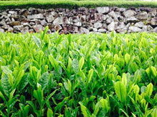 画像をギャラリービューアに読み込む, 諸塚村のお茶 釜炒り茶と煎茶