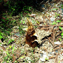 画像をギャラリービューアに読み込む, 乾たけのこ 50g