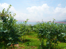 画像をギャラリービューアに読み込む, 2025年分完売しました★【 冷凍 / 採れたて直送!】ブルーベリー 500g