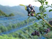 画像をギャラリービューアに読み込む, 2025年分完売しました★【 冷凍 / 採れたて直送!】ブルーベリー 500g