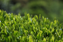 画像をギャラリービューアに読み込む, 【 メール便 】清香森茶 2個セット