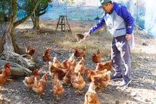 画像をギャラリービューアに読み込む, 【 冷蔵 】やまんたまご 放し飼い鶏卵