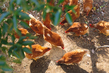 画像をギャラリービューアに読み込む, 【 冷蔵 】やまんたまご 放し飼い鶏卵