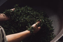 画像をギャラリービューアに読み込む, 諸塚村のお茶 釜炒り茶と煎茶