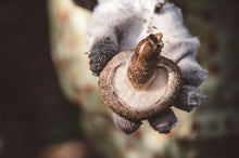 画像をギャラリービューアに読み込む, 【 定期便でお届け★ 】選べる!乾しいたけサブスク (干し椎茸)