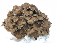 画像をギャラリービューアに読み込む, 2025年分完売しました★【 冷蔵 / 採れたて直送!】 諸塚村産 原木まいたけ 1kg