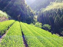 画像をギャラリービューアに読み込む, 諸塚村のお茶 釜炒り茶と煎茶