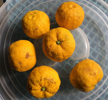 画像をギャラリービューアに読み込む, 2025年度分販売開始★【 受注限定 / 産直 】諸塚村産 柚子 2kg