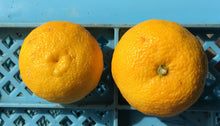 画像をギャラリービューアに読み込む, 2025年度分販売開始★【 受注限定 / 産直 】諸塚村産 柚子 2kg