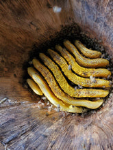 画像をギャラリービューアに読み込む, 【 メール便 】諸塚村産日本ミツバチの蜜蝋(未精製) 100g