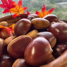 画像をギャラリービューアに読み込む, 2025年分完売しました★【 採れたて直送! 】5cm以上 諸塚村産 生栗 1kg