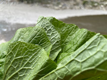 画像をギャラリービューアに読み込む, 2025年分完売しました★【 冷蔵 / 採れたて直送! 】 諸塚村産 葉わさび 1束 (約100g)