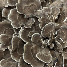 画像をギャラリービューアに読み込む, 2025年分完売しました★【 冷蔵 / 採れたて直送!】 諸塚村産 原木まいたけ 1kg