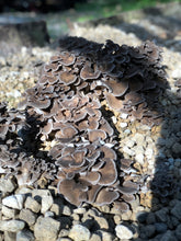 画像をギャラリービューアに読み込む, 2025年分完売しました★【 冷蔵 / 採れたて直送!】 諸塚村産 原木まいたけ 1kg