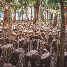 画像をギャラリービューアに読み込む, 宮崎県諸塚村の原木椎茸を育てるほたば