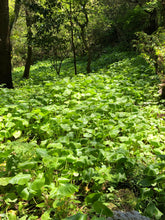 画像をギャラリービューアに読み込む, 2025年分完売しました★【 冷蔵 / 採れたて直送! 】 諸塚村産 葉わさび 1束 (約100g)