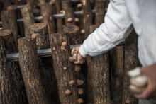 画像をギャラリービューアに読み込む, 2025年度分販売開始★【 冷蔵 / 採れたて直送! 】諸塚村産原木生しいたけ 650g