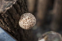 画像をギャラリービューアに読み込む, 2025年度分販売開始★【 冷蔵 / 採れたて直送! 】諸塚村産原木生しいたけ 650g