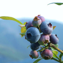 画像をギャラリービューアに読み込む, 2025年分完売しました★【 冷凍 / 採れたて直送!】ブルーベリー 500g