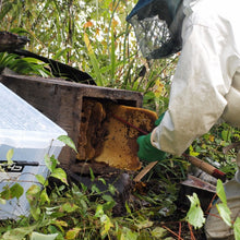 画像をギャラリービューアに読み込む, 【 冷蔵 】九州産 森の百花蜜(蜂蜜・はちみつ) 570g
