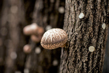 画像をギャラリービューアに読み込む, 【 贈答・ギフト用 】諸塚村産 乾しいたけ 厚肉どんこ 100g (干し椎茸)