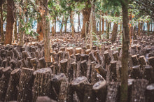 画像をギャラリービューアに読み込む, 【 贈答・ギフト用 】諸塚村産 乾しいたけ 厚肉どんこ 100g (干し椎茸)