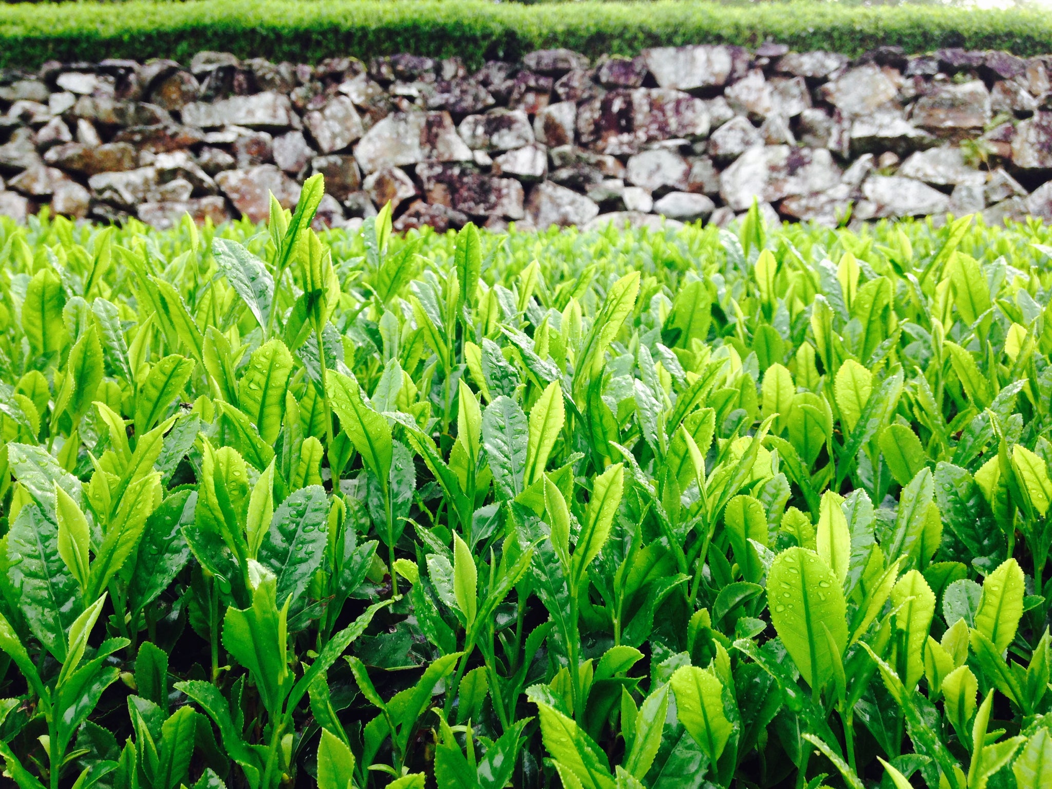 2026年分販売開始☆ 諸塚村のお茶 釜炒り茶と煎茶 – もろっこはうす
