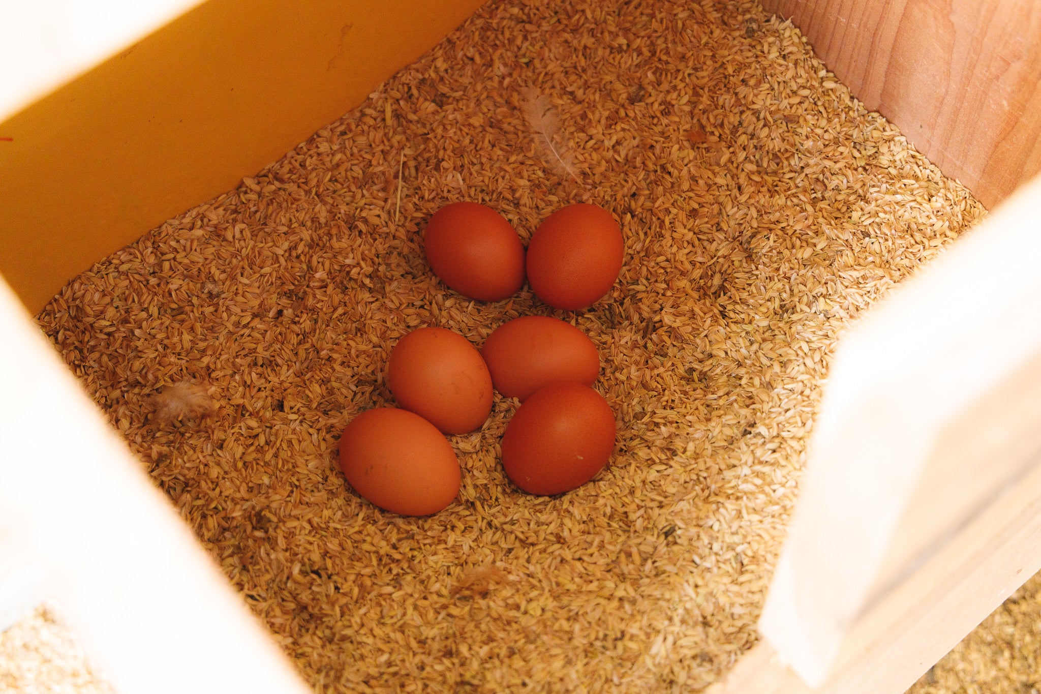 冷蔵 】やまんたまご 放し飼い鶏卵 – もろっこはうす