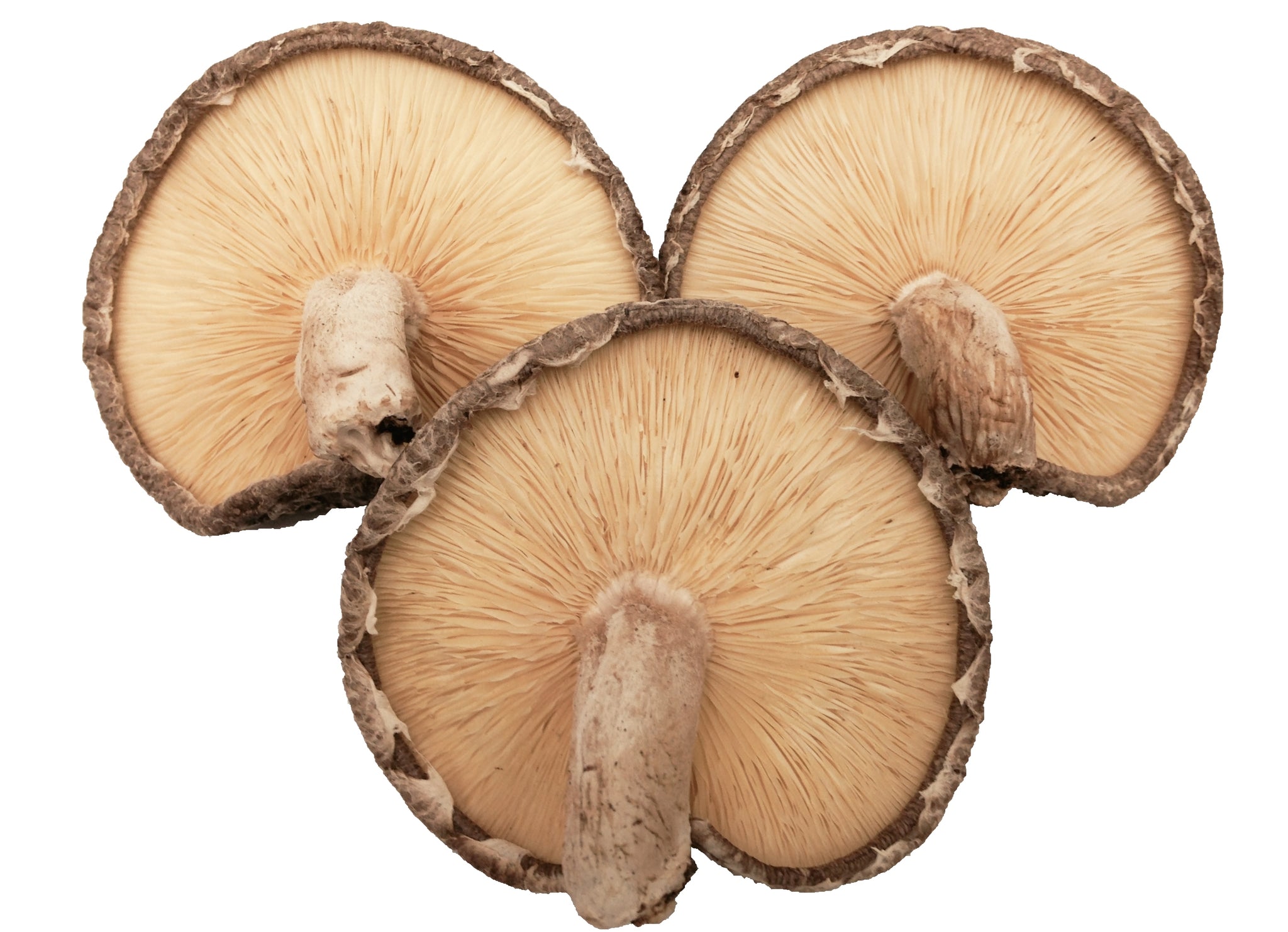 贈答・ギフト用 】諸塚村産 乾しいたけ 香信 140g （干し椎茸） – もろ