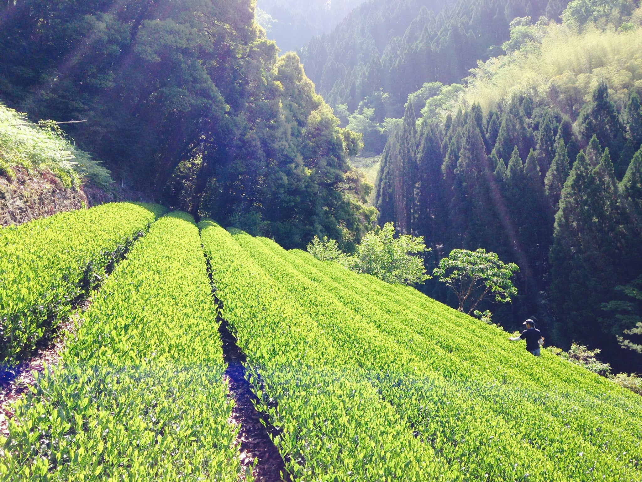 2026年分販売開始☆ 諸塚村のお茶 釜炒り茶と煎茶 – もろっこはうす