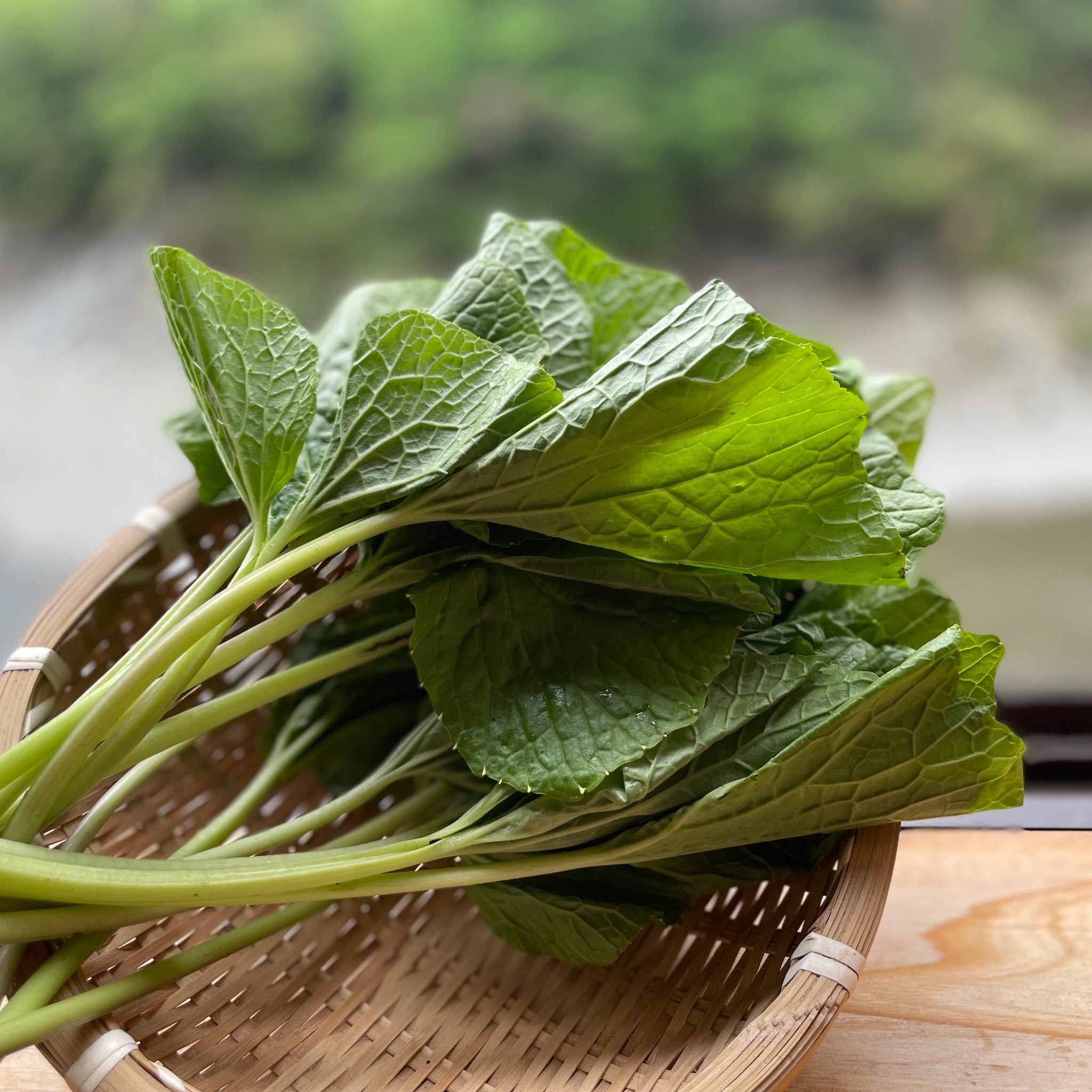 2025年分完売しました☆【 冷蔵 / 採れたて直送！ 】 諸塚村産 葉
